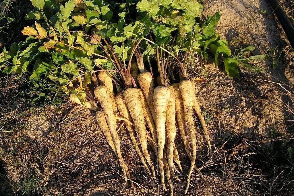 盘点欧洲菜市场那些奇怪的洋蔬菜