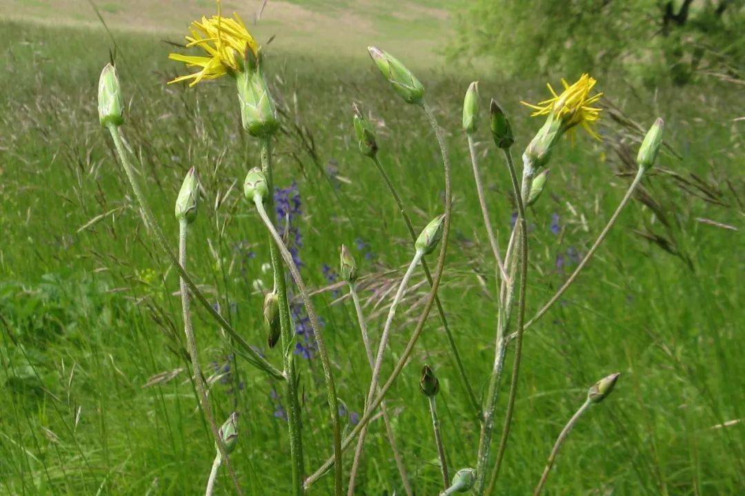 盘点欧洲菜市场那些奇怪的洋蔬菜