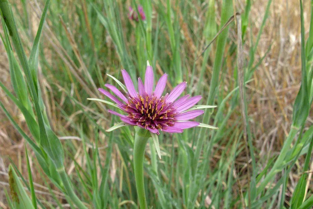 盘点欧洲菜市场那些奇怪的洋蔬菜