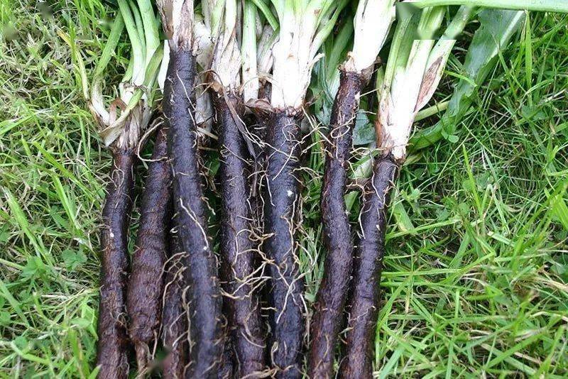 盘点欧洲菜市场那些奇怪的洋蔬菜