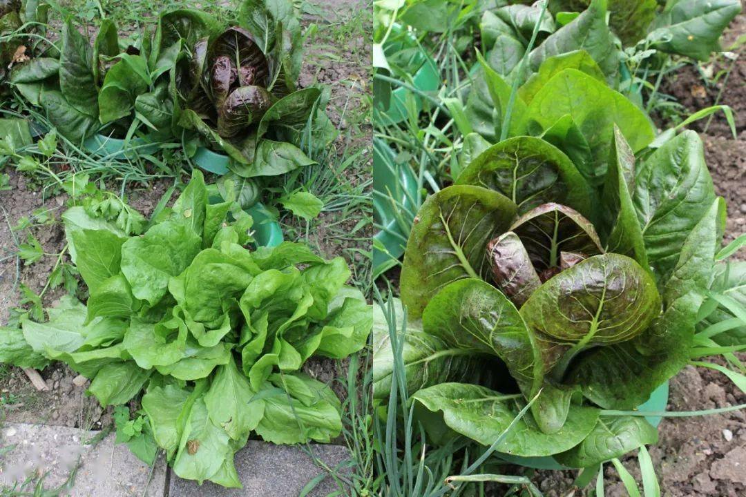 盘点欧洲菜市场那些奇怪的洋蔬菜