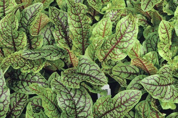 盘点欧洲菜市场那些奇怪的洋蔬菜