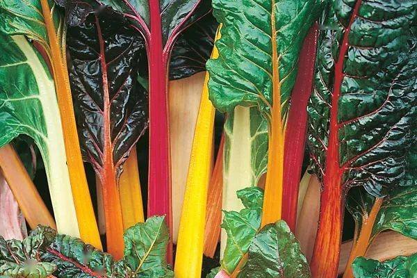 盘点欧洲菜市场那些奇怪的洋蔬菜