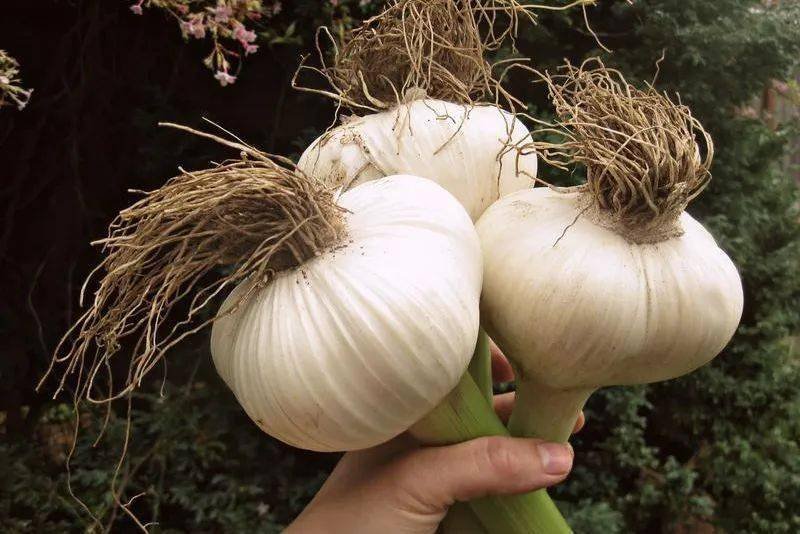 盘点欧洲菜市场那些奇怪的洋蔬菜