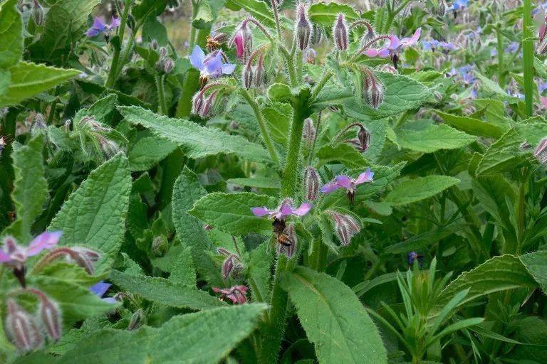 盘点欧洲菜市场那些奇怪的洋蔬菜