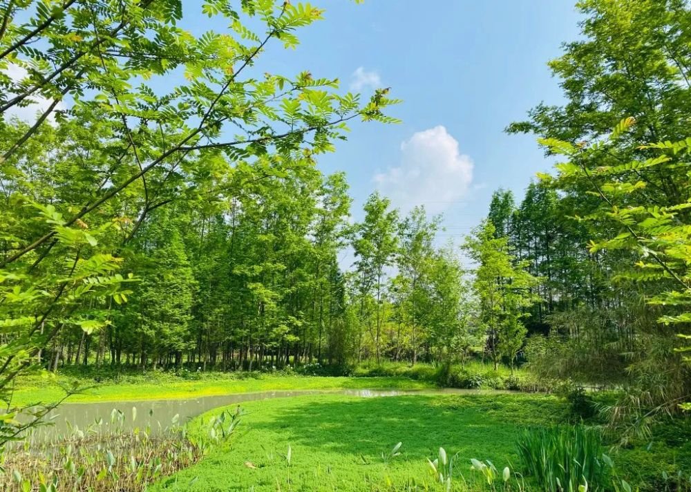 成都1h刹拢小众玩水地!捕鱼捉虾、水杉栈道、森林稻田…不要门票耍一天! 成都1h刹拢小众玩水地!捕鱼捉虾、水杉栈道、森林稻田…不要门票耍一天!