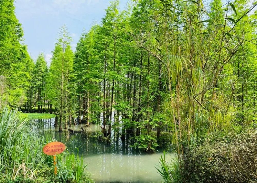 成都1h刹拢小众玩水地!捕鱼捉虾、水杉栈道、森林稻田…不要门票耍一天! 成都1h刹拢小众玩水地!捕鱼捉虾、水杉栈道、森林稻田…不要门票耍一天!