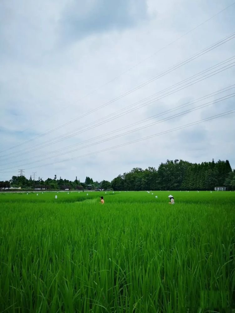 成都1h刹拢小众玩水地!捕鱼捉虾、水杉栈道、森林稻田…不要门票耍一天! 成都1h刹拢小众玩水地!捕鱼捉虾、水杉栈道、森林稻田…不要门票耍一天!