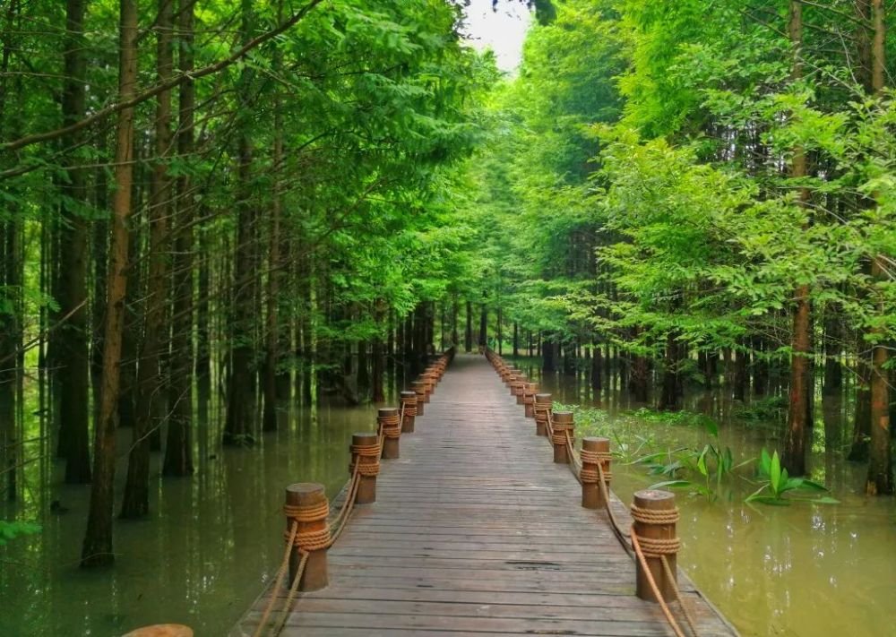 成都1h刹拢小众玩水地!捕鱼捉虾、水杉栈道、森林稻田…不要门票耍一天! 成都1h刹拢小众玩水地!捕鱼捉虾、水杉栈道、森林稻田…不要门票耍一天!