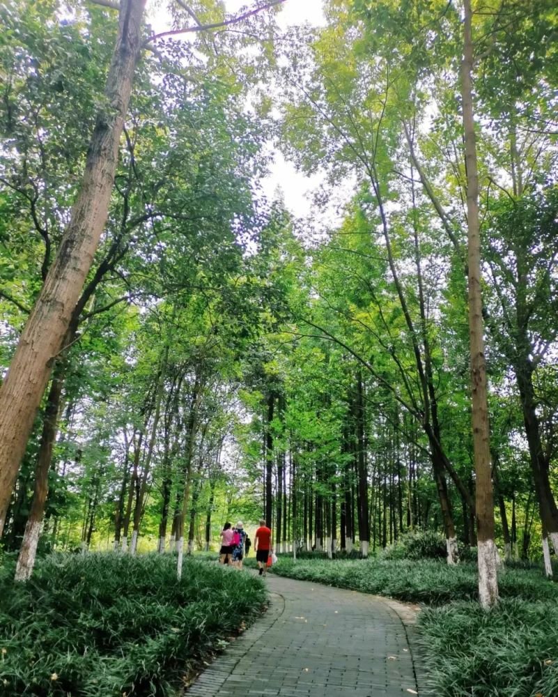 成都1h刹拢小众玩水地!捕鱼捉虾、水杉栈道、森林稻田…不要门票耍一天! 成都1h刹拢小众玩水地!捕鱼捉虾、水杉栈道、森林稻田…不要门票耍一天!