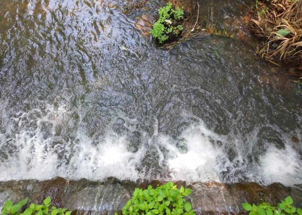 成都1h刹拢小众玩水地!捕鱼捉虾、水杉栈道、森林稻田…不要门票耍一天! 成都1h刹拢小众玩水地!捕鱼捉虾、水杉栈道、森林稻田…不要门票耍一天!