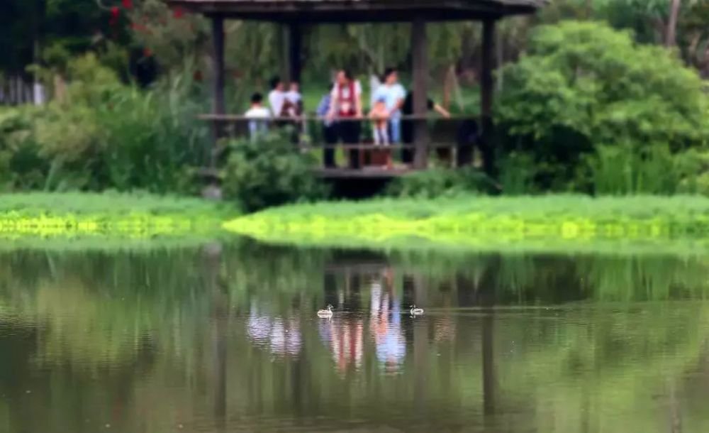 成都1h刹拢小众玩水地!捕鱼捉虾、水杉栈道、森林稻田…不要门票耍一天! 成都1h刹拢小众玩水地!捕鱼捉虾、水杉栈道、森林稻田…不要门票耍一天!