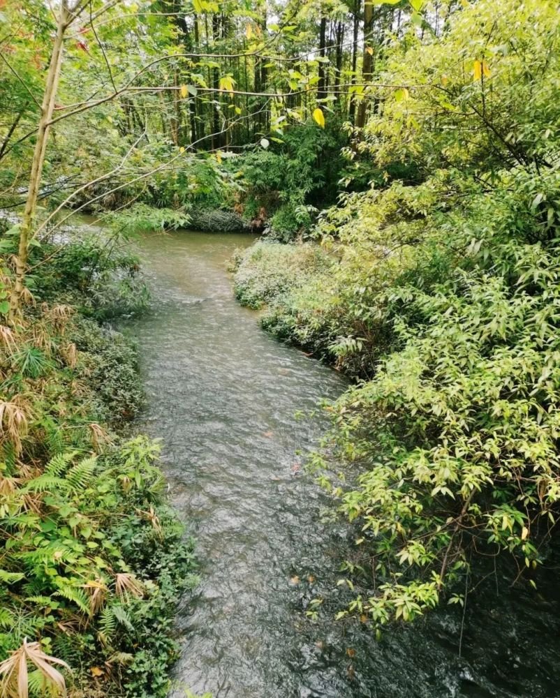成都1h刹拢小众玩水地!捕鱼捉虾、水杉栈道、森林稻田…不要门票耍一天! 成都1h刹拢小众玩水地!捕鱼捉虾、水杉栈道、森林稻田…不要门票耍一天!