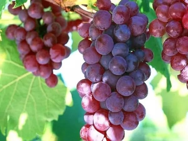 成都1h刹拢小众玩水地!捕鱼捉虾、水杉栈道、森林稻田…不要门票耍一天! 成都1h刹拢小众玩水地!捕鱼捉虾、水杉栈道、森林稻田…不要门票耍一天!