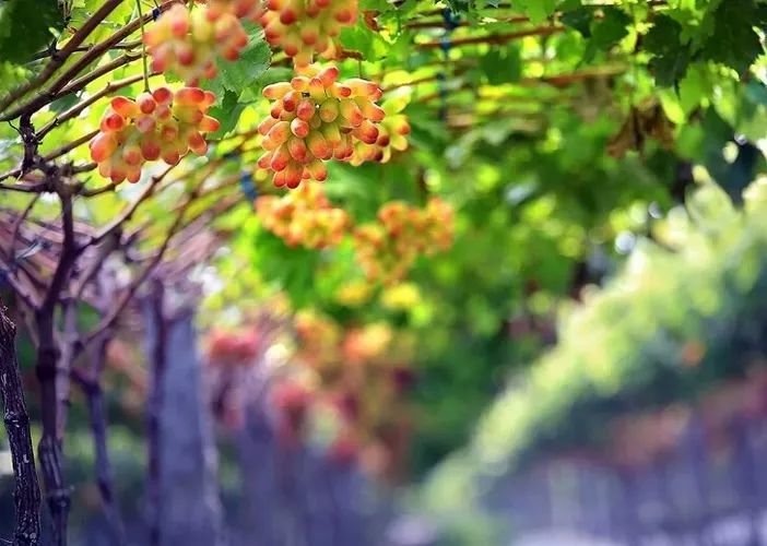 成都1h刹拢小众玩水地!捕鱼捉虾、水杉栈道、森林稻田…不要门票耍一天! 成都1h刹拢小众玩水地!捕鱼捉虾、水杉栈道、森林稻田…不要门票耍一天!