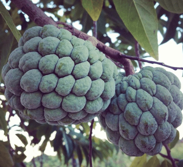 原创非洲真有这么穷？游客看到非洲人的菜市场惊了：或许我才是穷光蛋