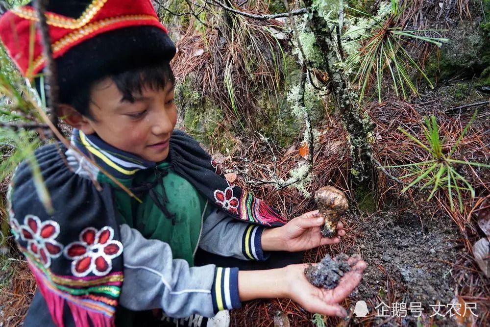 松茸，又一被国人吃到“濒危”的物种，或将上演最后的“疯狂”！