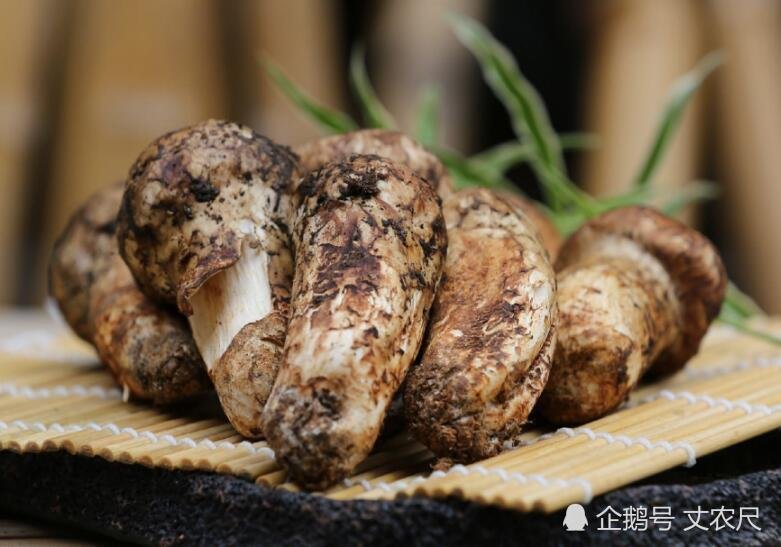 松茸，又一被国人吃到“濒危”的物种，或将上演最后的“疯狂”！