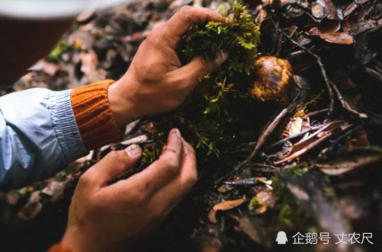 松茸，又一被国人吃到“濒危”的物种，或将上演最后的“疯狂”！