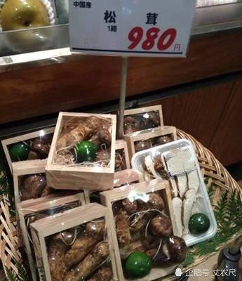 松茸，又一被国人吃到“濒危”的物种，或将上演最后的“疯狂”！