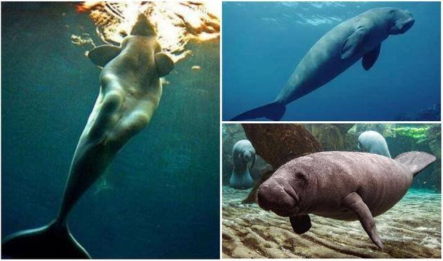 原创“与之淫，不言语，惟笑”的美人鱼，全世界都传说，真相就在日本