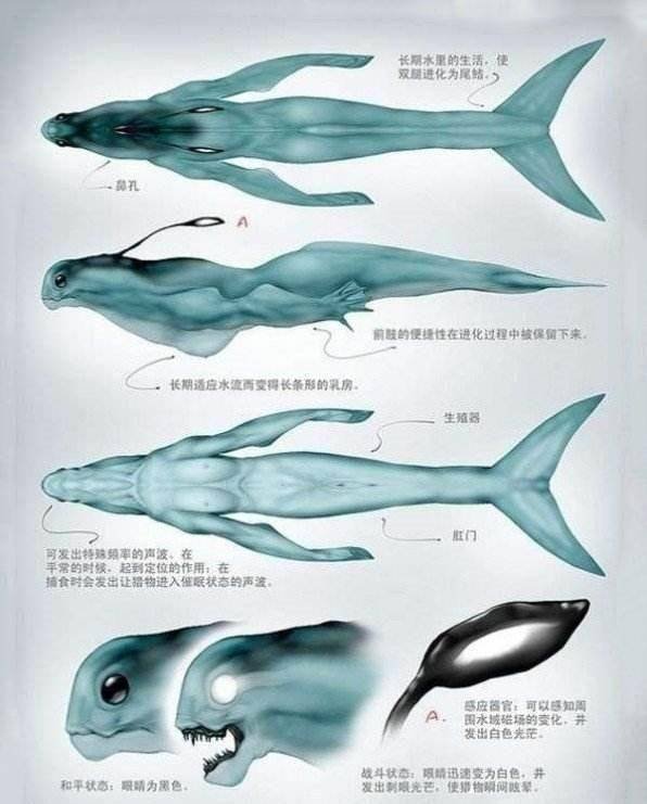 原创“与之淫，不言语，惟笑”的美人鱼，全世界都传说，真相就在日本