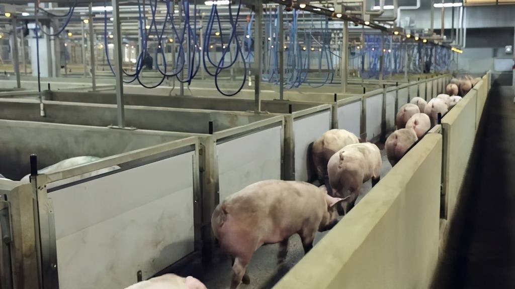 原创美国猪肉为何如此便宜，到底是如何养猪和杀猪的？才会如此便宜