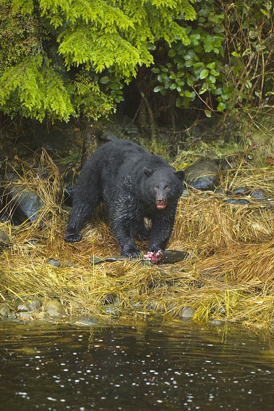 原创加拿大温哥华岛怎么玩才有趣，观鲸和看三文鱼洄游你会怎么选