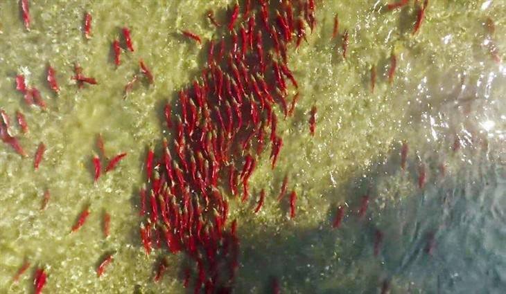 原创加拿大温哥华岛怎么玩才有趣，观鲸和看三文鱼洄游你会怎么选