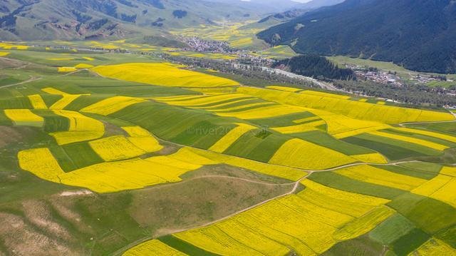 青海夏季最美的油菜花，丹霞地貌与油菜花海的完美结合