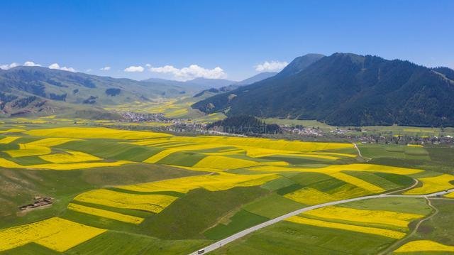 青海夏季最美的油菜花，丹霞地貌与油菜花海的完美结合