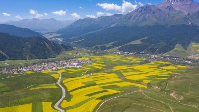 青海夏季最美的油菜花，丹霞地貌与油菜花海的完美结合