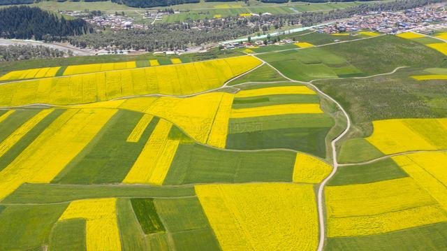 青海夏季最美的油菜花，丹霞地貌与油菜花海的完美结合