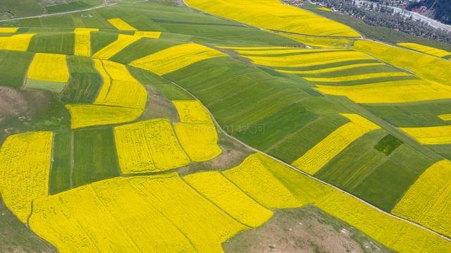 青海夏季最美的油菜花，丹霞地貌与油菜花海的完美结合