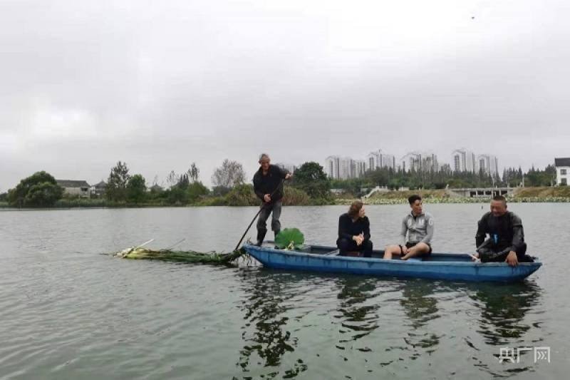 品淮扬美味海外大V解码幸福淮安 淮扬特色菜——蒲菜