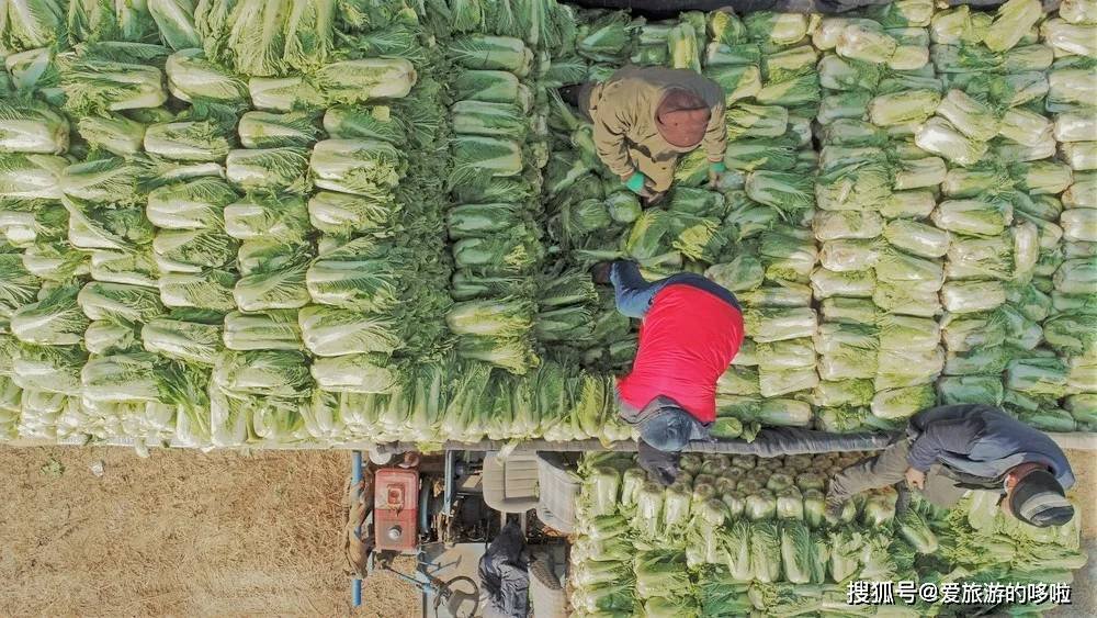 东北人囤菜的快乐，南方人不懂，哈哈哈哈哈