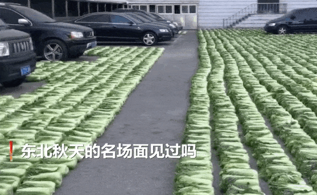 东北人囤菜的快乐，南方人不懂，哈哈哈哈哈
