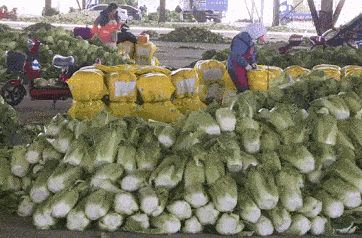 东北人囤菜的快乐，南方人不懂，哈哈哈哈哈