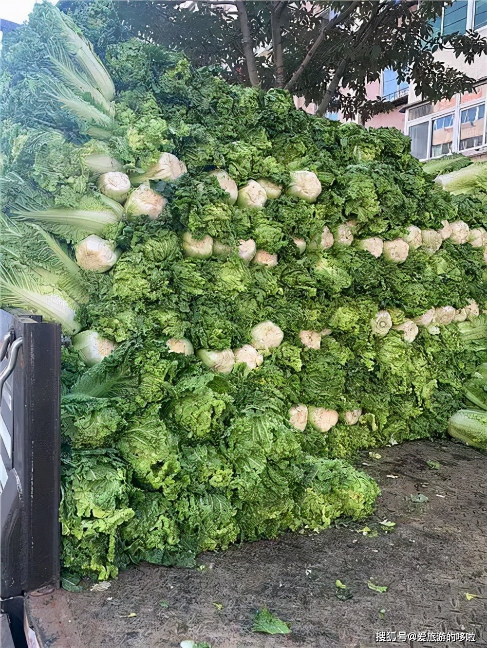 东北人囤菜的快乐，南方人不懂，哈哈哈哈哈