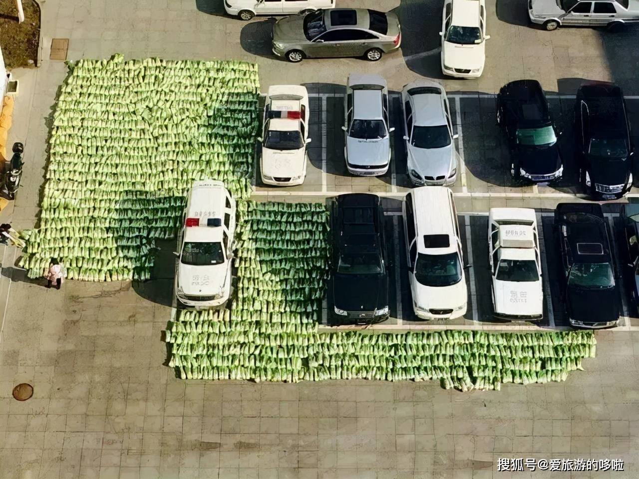 东北人囤菜的快乐，南方人不懂，哈哈哈哈哈