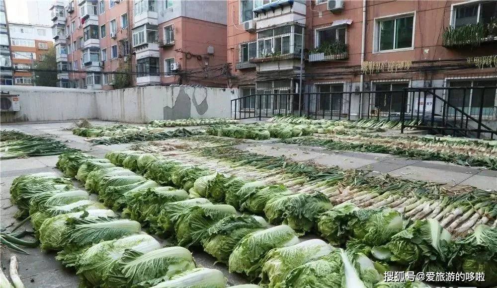 东北人囤菜的快乐，南方人不懂，哈哈哈哈哈