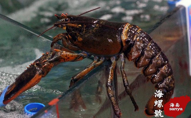 挑选海鲜二图片