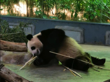 海南景点推荐，海南热带野生动植物园＃低音号导游＃