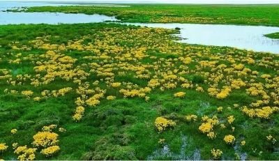 都兰阿拉克湖国家湿地公园